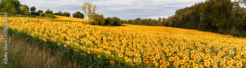 Blühende Sonnenblumen auf einem Feld in Oberschwaben
