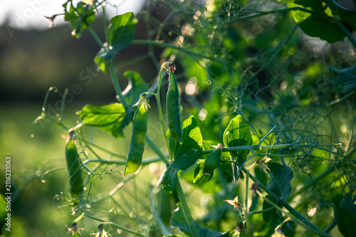 Foto Fresh Green Pea Pods Growing on Vine in Summer Garden