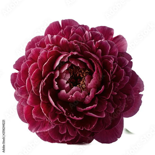 Peony flower bloom vibrant burgundy petals isolated on a transparent background for botanical design and natural floral arrangements