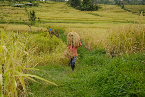 Konstfotografi Balinese woman carrying a large bundle of rice sheaves on her head and more in o
