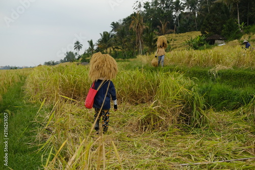 Konstfotografi Balinese woman lifting a large bundle of freshly harvested rice sheaves onto her