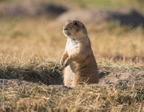 Obraz na płótnie prairie dog eating