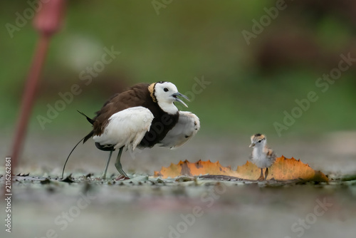 Foto Adult Pheasant-tailed Jacana Displaying Behavior Beside Chick in Freshwater Wetl