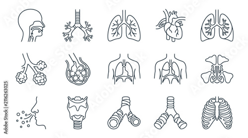 Konstfotografi Human Respiratory System Anatomy - Lungs, Trachea, Heart, Nasal Cavity & Alveoli