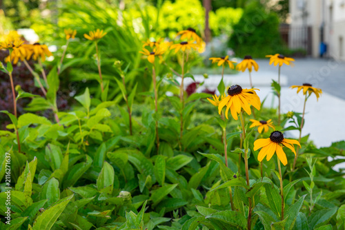 Yellow black-eyed Susan flowers blooming in an urban garden amidst dense green foliage and vegetation, captured close-up in bright natural daylight.