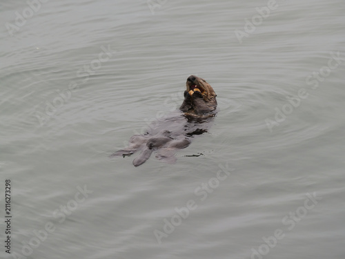 Sea Otter Floating On Back In Water Eating