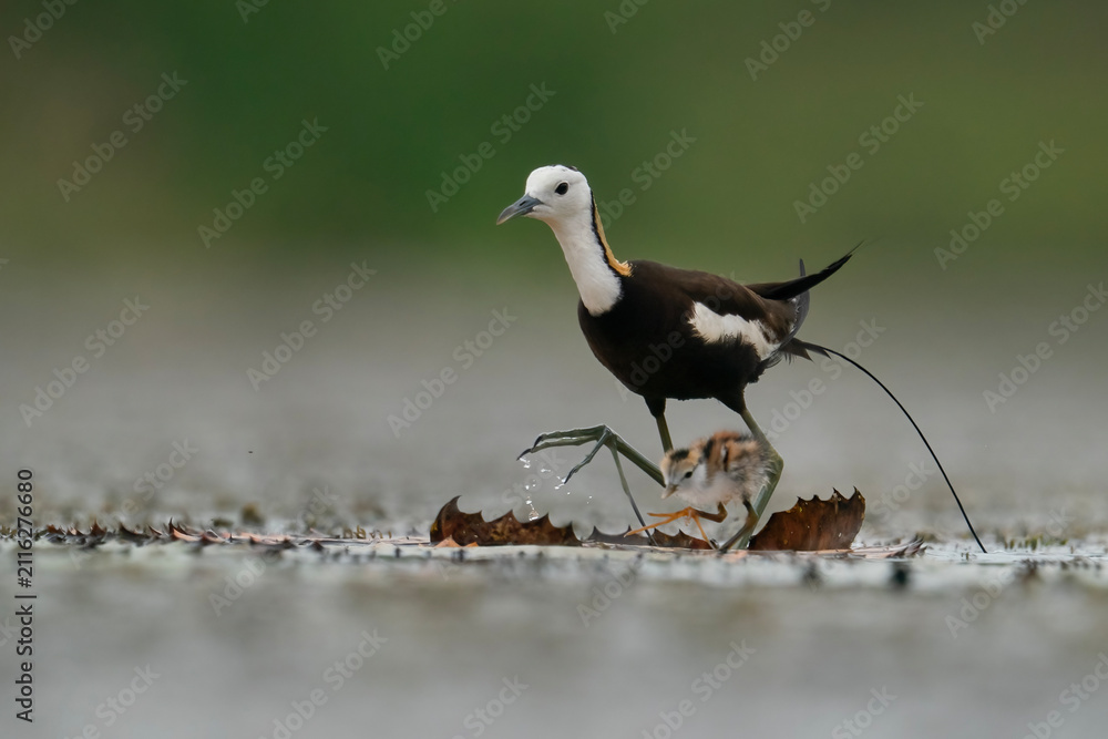 Obraz premium Adult Pheasant-tailed Jacana Walking with Chick Across Floating Lotus Leaves