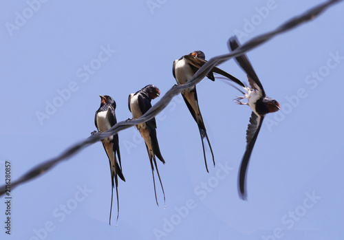 A flock of swallows on a wire against a blue sky...