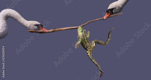 Fotografie The traveling frog