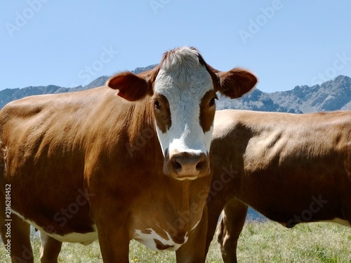 Brown cow portrait on alpine pasture with Dolomite mountains in the background