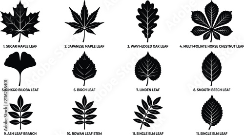 Foto Leaves with Names and Descriptions in a Grid Layout Featuring Leaf, Nature, Plan