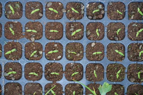 Quadro su tela Rows of young seedlings growing in a seed tray with soil.