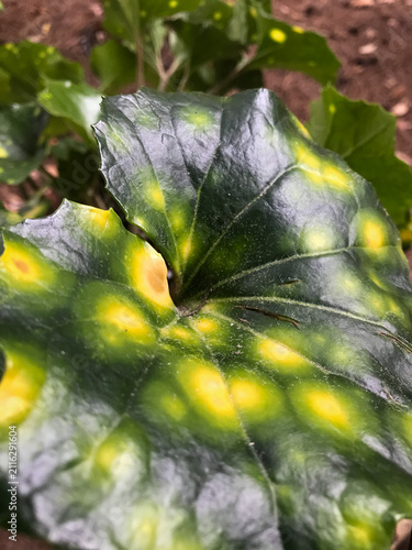 Close Up Spotted Laurel Leaf With Yellow Variegation — Aucuba Japonica Green Foliage Texture and Botanical Detail