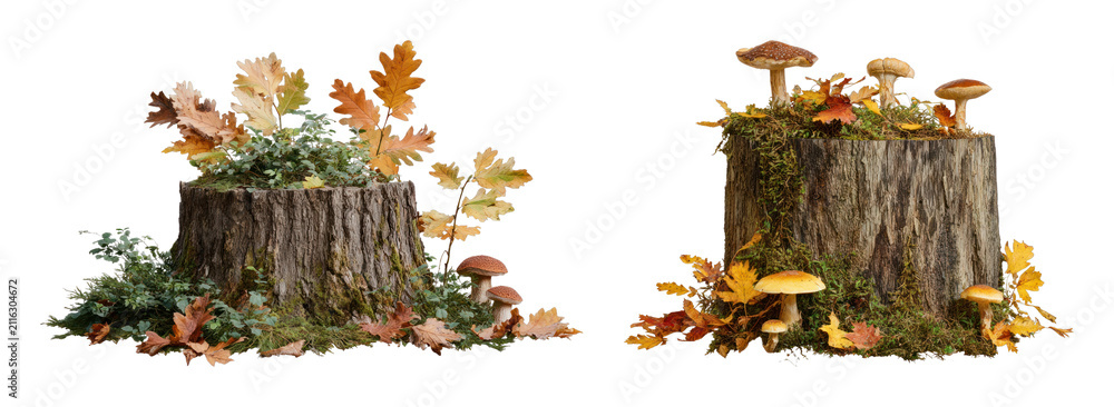 Fototapeta premium PNG Autumn forest stump with mushrooms and colorful foliage, transparent background