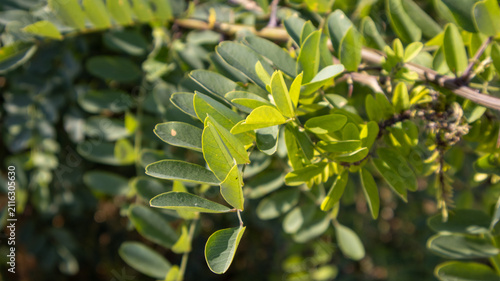 фотографія Hojas verdes de acacia en rama detalladas