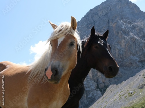Two horses on alpine pasture with dramatic Dolomite mountains in Italy
