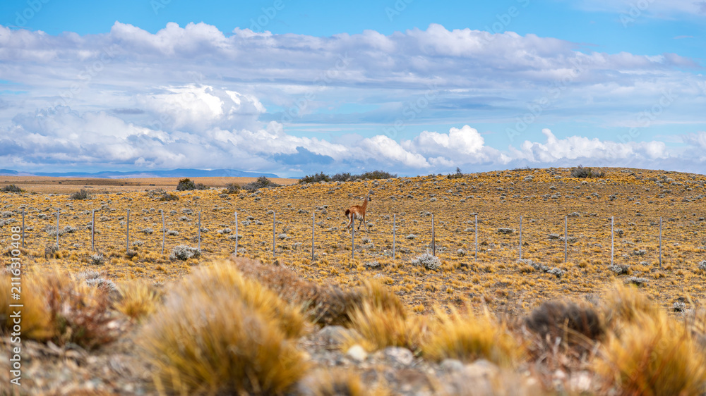 Obraz premium Guanaco walking in the vast Patagonian steppe landscape under a cloudy sky in Argentina
