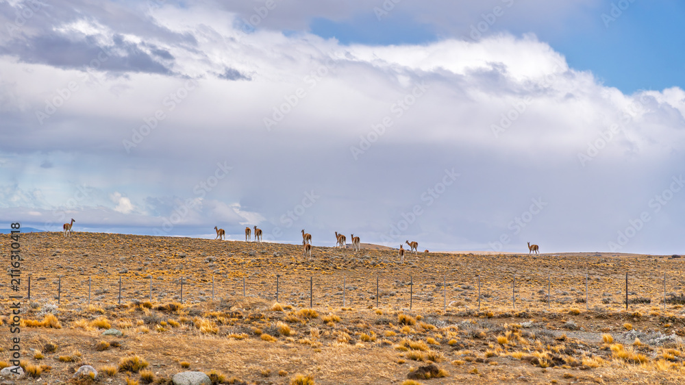 Obraz premium Herd of wild guanacos standing on a dry grassy hill against a cloudy sky in Patagonia