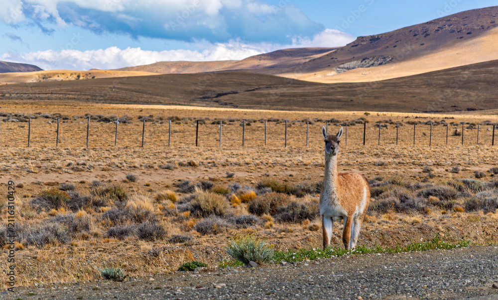 Obraz premium Guanaco Feeding beside a Rural Road in Torres del Paine National Park Area - Patagonian Landscape with Camelid, Barbed Wire Fence, and Dry Scrubland