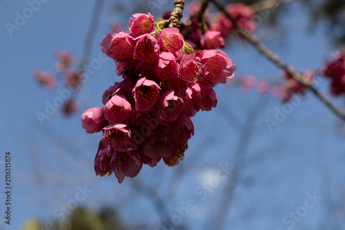 Quadro su tela Close-up of a cluster of pink cherry blossoms (Prunus serrulata) on a thin branch against a clear blue sky in Beppu, Japan