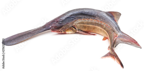 Fresh sturgeon and paddlefish on white background.