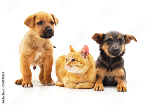 Two puppies and a cat on white background.