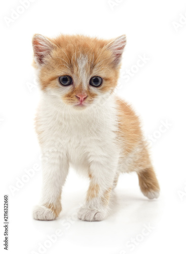 Little red kitten on white background.