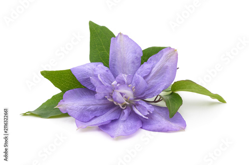 Purple clematis flower on white background.