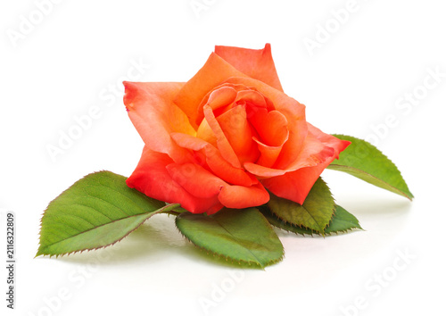 Orange rose flower on white background.