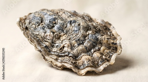 Close up of a rugged marine oyster shell showing detailed layers, ridges, and natural coloration on a neutral surface.