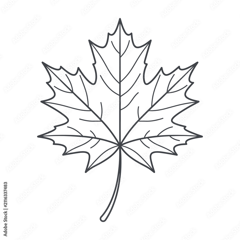 Fototapeta premium Detailed line drawing of a maple leaf with stem and veins on white background