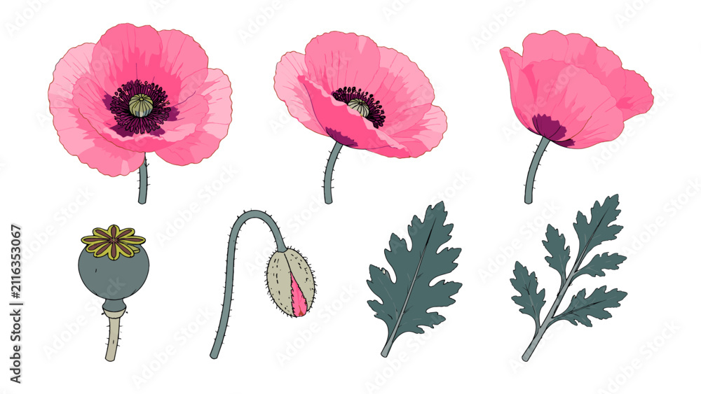 Obraz premium Botanical pink poppy flower set with leaves and seed pod