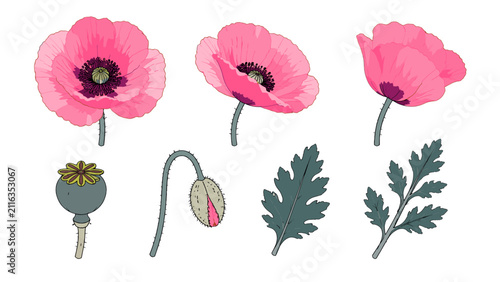 Botanical pink poppy flower set with leaves and seed pod