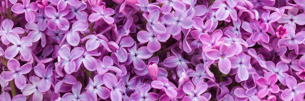 Fototapeta premium Fresh beautiful purple lilac flowers background. Closeup. Wide banner. Top down view.