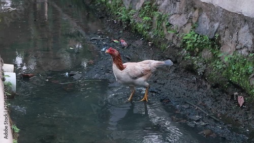 Free Range Chickens foraging a Rural Drainage Canal with Polluted Water in Village Environment