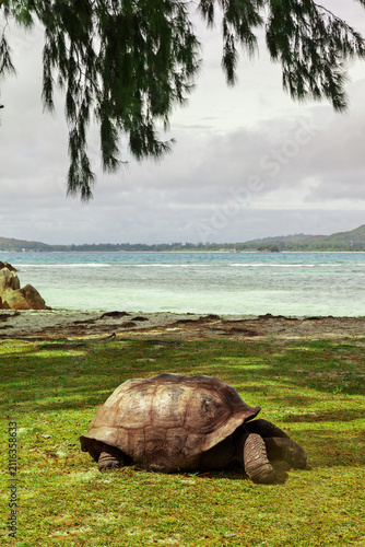 Aldabra giant tortoise resting in the shade beside a tropical beach on Curieuse island, Seychelles, with turquoise water, distant hills and a cloudy sky in the background.