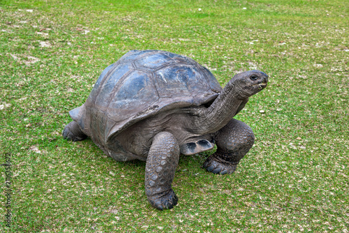 Aldabra giant tortoise walking across a grassy clearing on Curieuse island, Seychelles, showing its domed shell, powerful legs and long neck in a tropical wildlife habitat.