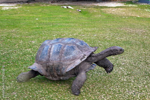 Aldabra giant tortoise walking across a grassy clearing on Curieuse island, Seychelles, showing its domed shell, powerful legs and long neck in a tropical wildlife habitat.