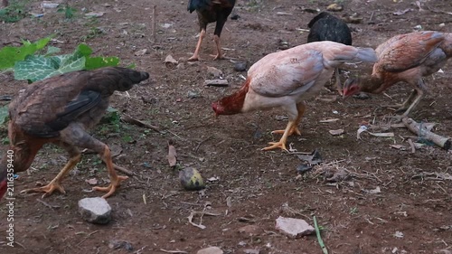 Free Range Chickens Foraging on Farmyard Ground in Rural Village Backyard Poultry Farming Environment