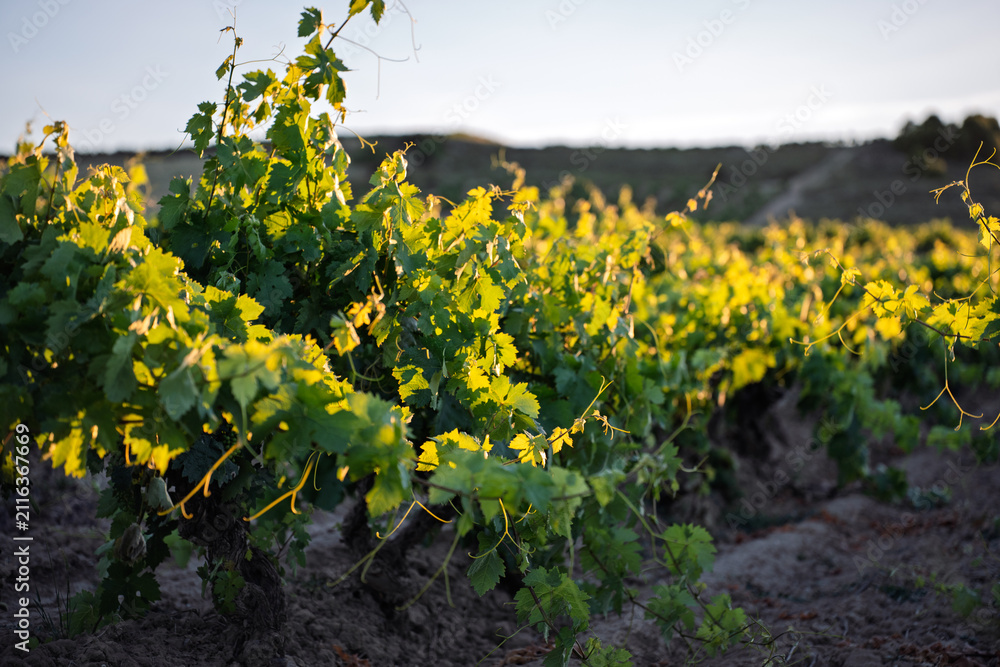 Obraz premium Sunlit Grapevine Rows in Evening Vineyard