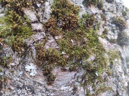 Obraz na płótnie Moss Covered Trunk Thick green organic growth clinging to rough tree skin for da