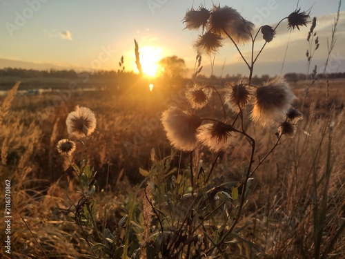 Evening Thistle Field Scattered white seed heads glowing in a rural meadow during sunset for agricultural pest control articles romantic natural scenery and late summer concepts