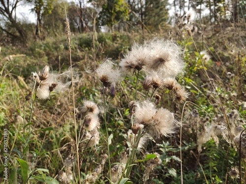 Photography Fluffy Thistle Field Overgrown meadow with white airborne seeds ready to dispers