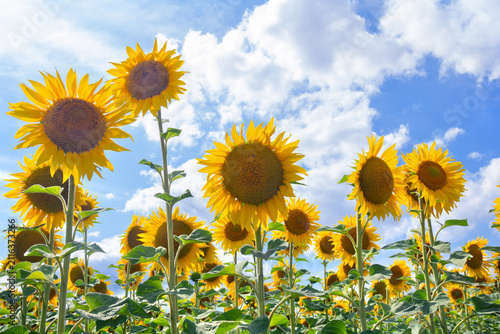 Sunflowers in a field under bright sunlight against a blue sky with white fluffy clouds