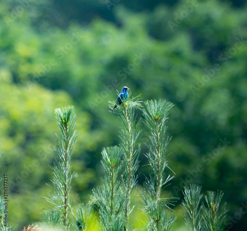 Quadro su tela an indigo bunting atop a pine tree