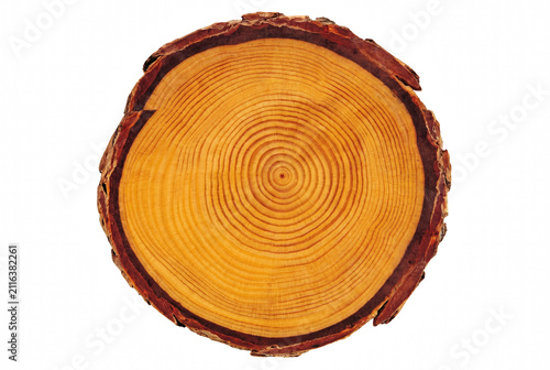 Cross Section of a Tree Trunk Showing Concentric Annual Growth Rings