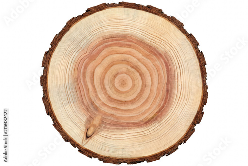 Fotografie Detailed wood slice showing annual tree rings