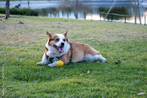 Quadro su tela Happy Corgi dog with a playful expression, lying on lush green grass next to a yellow ball in a sunny park with a lake in the background, enjoying a relaxing outdoor day