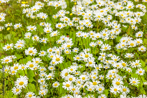 Blühende Margeriten i neiner Blumenwiese im Sommer