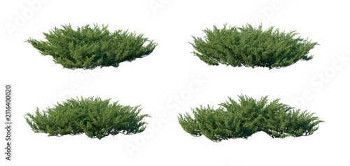 juniperus sabina 4 clumps collection (savin juniper, sabina) isolated PNG on a transparent background premium nature cutout
